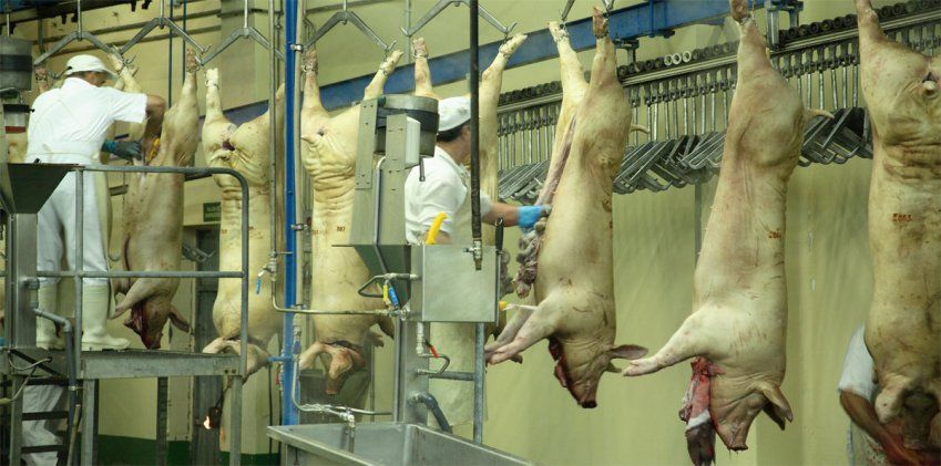 Matadero de La Coruña | transporte frigorífico